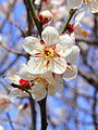 Prunus mume-bloesem