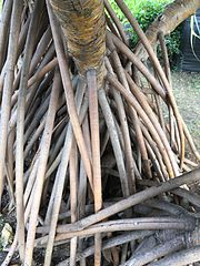 Racines de pandanus