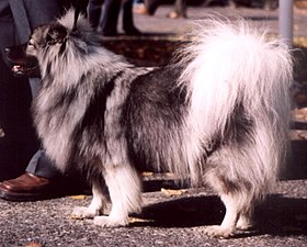 Un spitz-loup un peu trop long - son corps devrait s'inscrire dans un carré