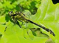 Gomphus vulgatissimus