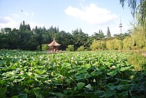 夏季长满荷叶荷花的小西湖，2018年8月