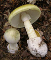 Бледная поганка (Amanita phalloides), самый распространённый смертельно ядовитый гриб рода Аманита. Впервые аматоксины были обнаружены именно в этом грибе, откуда и получили своё название.