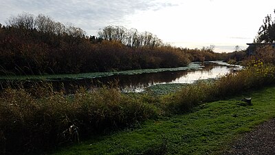 The Mercer Slough, about a mile upstream from its terminus at Lake Washington