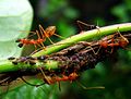 Obrieras Oecophylla smaragdina e nielons.