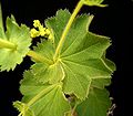 Miniatura para Alchemilla mollis