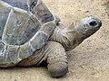 Aldabra Giant Tortoise Geochelone gigantea