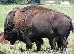 Bizonas (Bison bison)