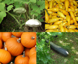 kollázs négy fajtájáról fent: csillagtök, sárga nyári tök (Yellow Squash) lent: az amerikai halloweeni tök, cukkini