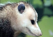 Opossum