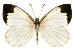 Elodinini Elodina angulipennis