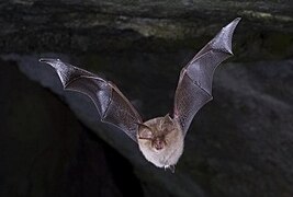 Photo d'une chauve-souris en vol se dirigeant vers le lecteur.