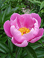 Peonia erbacea