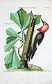 Melanerpes erythrocephalus, 1754