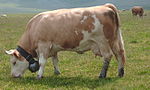 photo couleur d'une vache pie rouge clair. Elle a une morphologie trapue et musclée et une mamelle développée.