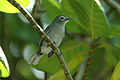 Slaty Monarch (Mayrornis lessoni)