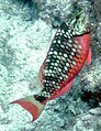 A stoplight parrotfish (Sparisoma viride) at Pickles Reef, March 2008