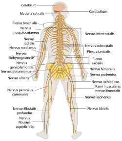 TE-Nervous system diagram-la.svg