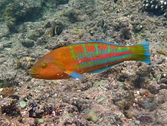 Thalassoma trilobatum