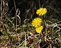 Tussilago farfara (tussilago)