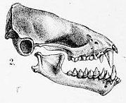 Drawing of bat skull