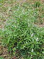 Growing in Shangri-La, Yunnan province, China