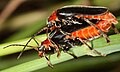 Cantharis fusca