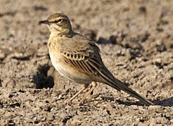 Oiseau posé au sol vu de côté.