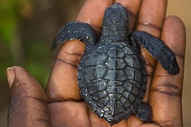 Bébé tortue olivâtre.