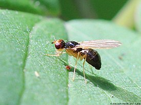 Chamaepsila pectoralis