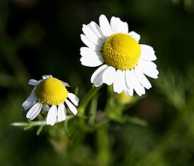 Chamomile flowers