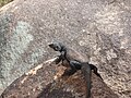 Adult chuckwalla of the Mojave Desert