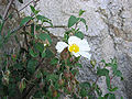 Cistus salviifolius