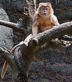 Langur de Java est