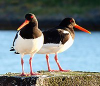 Eurasian Oystercatcher