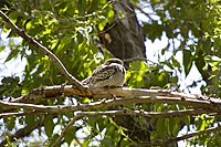 A nighthawk resting on a branch