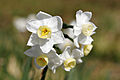 Beli jonquil