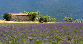 Paysage provençal touristique, lavande.