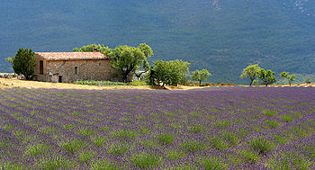 Provence landscape