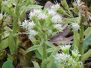 Hvid hestehov (Petasites albus)