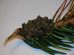 Pineapple gall on Sitka spruce caused by Adelges abietis.