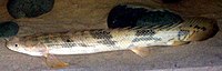 Polypterus endlicherii