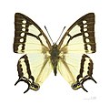 Charaxes - Charaxes narcaeus ♂