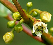 bloem close-up