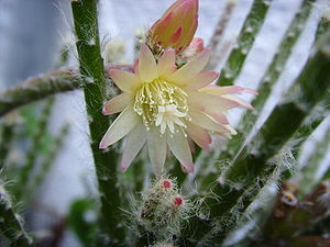 Rhipsalis pilocarpa