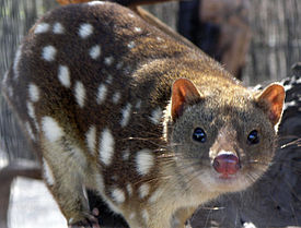 Tiikeripussikissa (Dasyurus maculatus)