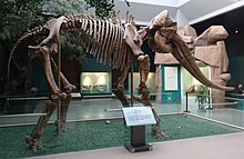 Stegodon hunghoensis.JPG