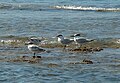 T. sandvicensis with common terns