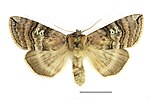 Tethea ocularis – Specimen