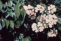 Viburnum lentago