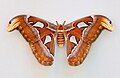 Attacus atlas